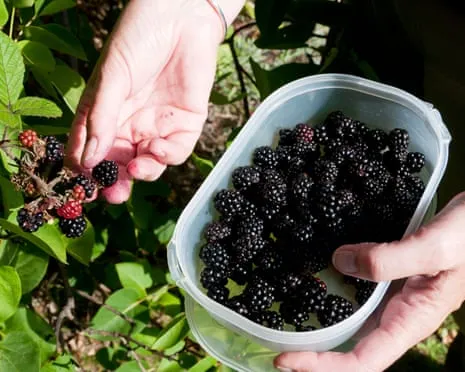 Seeking: Delicious Pastries to Utilize a Abundance of Homemade Jam